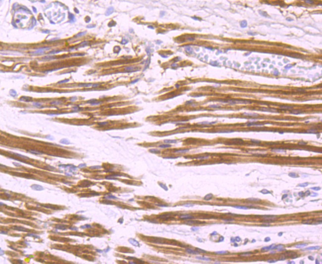 Anti-ALDOA Antibody (1Q763)