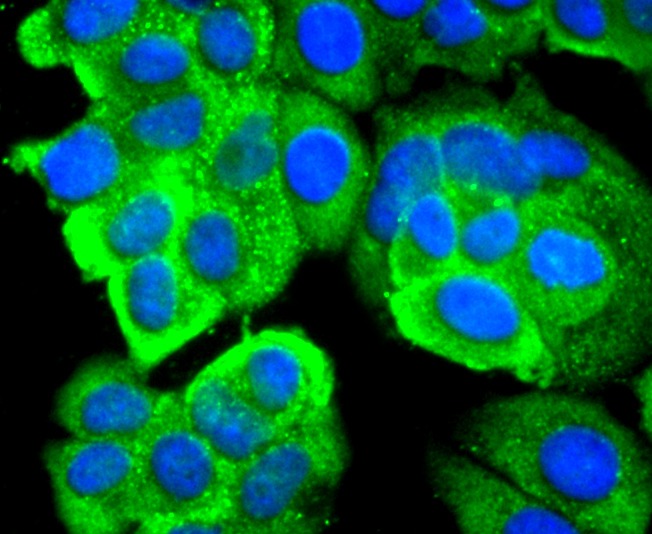 Anti-RPSA Antibody (6W769)