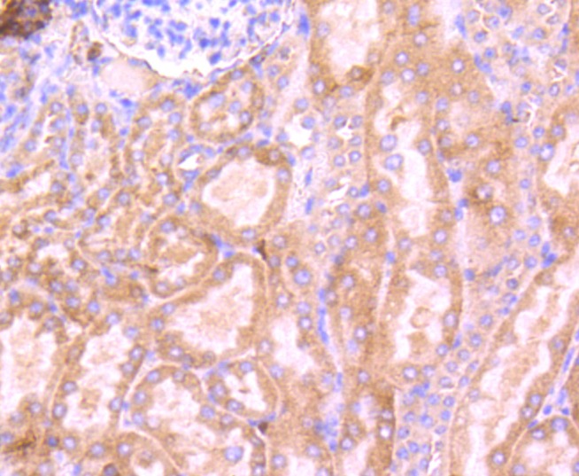 Anti-RPSA Antibody (6W769)