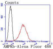 Anti-AMPK β1 Antibody (7G100)