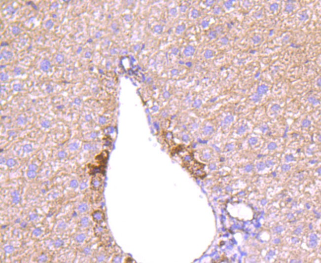 Anti-ANGPT2/Angiopoietin-2 Antibody (6W480)
