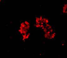 Anti-ACTC Antibody (8M810)