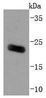 Anti-ARF6 Antibody (4X904)