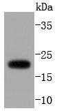 Anti-ARF1 Antibody (3P306)