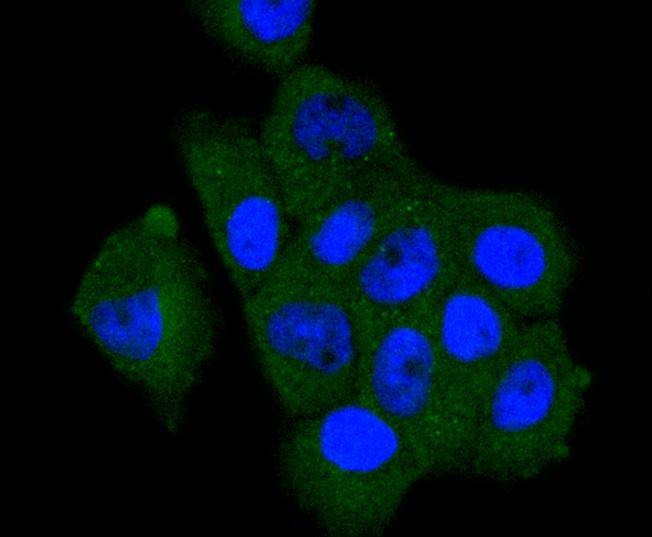 Anti-A-Raf Antibody (2P32)