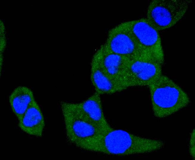 Anti-A-Raf Antibody (2P32)