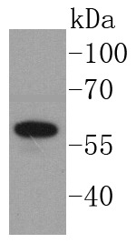 Anti-Angiopoietin-1 Antibody (7U540)