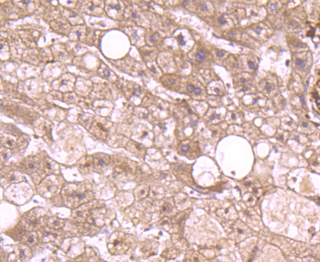 Anti-ANXA2 Antibody (4Q629)