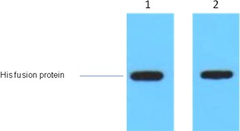 Anti-AmCyan Polyclonal Antibody