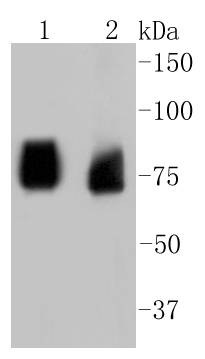 Anti-ASH2L Antibody (4J278)