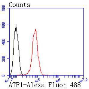 Anti-ATF1 Antibody (7A32)