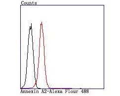Anti-ANXA2 Antibody (4Q629)