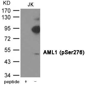 Anti-Phospho-RUNX1 (Ser276) Polyclonal Antibody 2