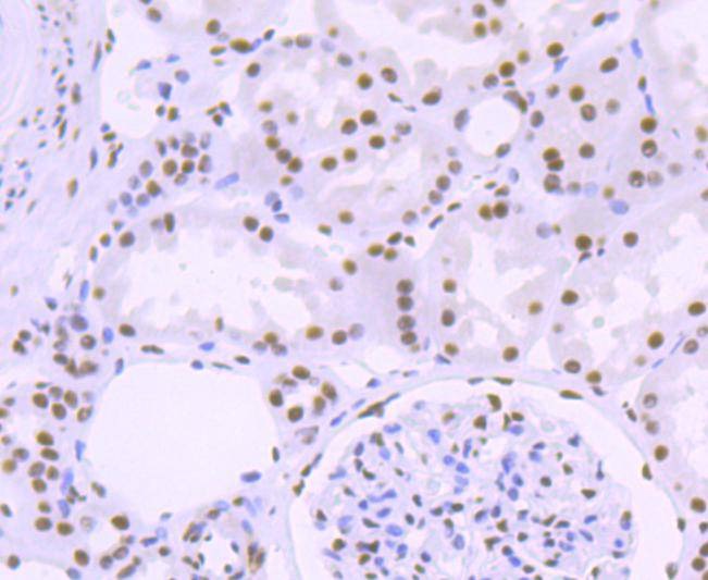 Anti-ASPP2 Antibody (2W253)