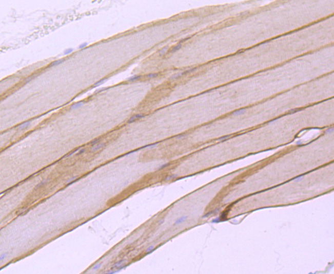 Anti-alpha sarcoglycan Antibody (1V177)