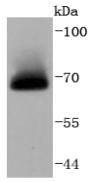 Anti-A-Raf Antibody (2P32)