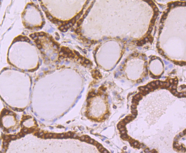 Anti-alpha Tubulin 4A Antibody (6I357)