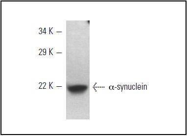 Anti-Alpha-Synuclein Antibody (1O177)