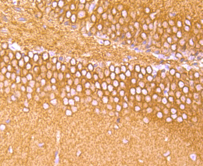Anti-alpha Tubulin 4A Antibody (6I357)