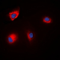 Anti-Phospho-ANAPC1 (Ser688) Polyclonal Antibody