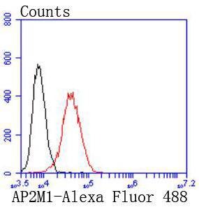 Anti-AP2M1 Antibody (9R605)