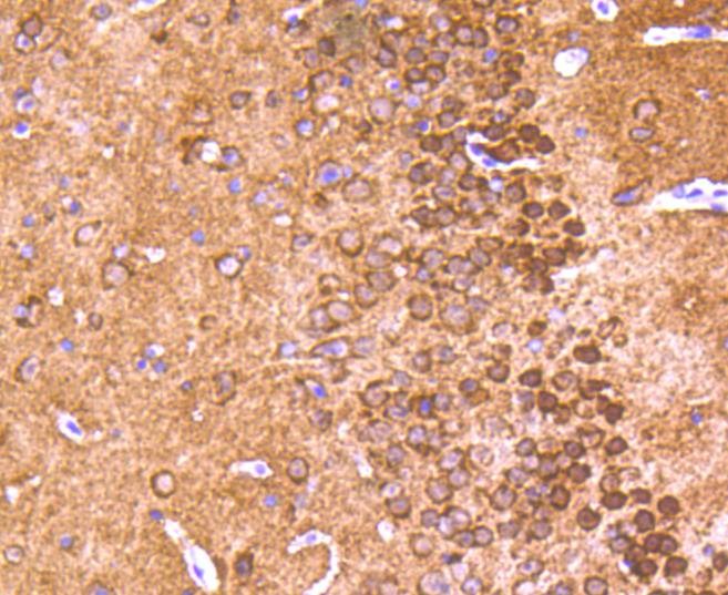 Anti-Alpha/Beta-Synuclein Antibody (5Q165)