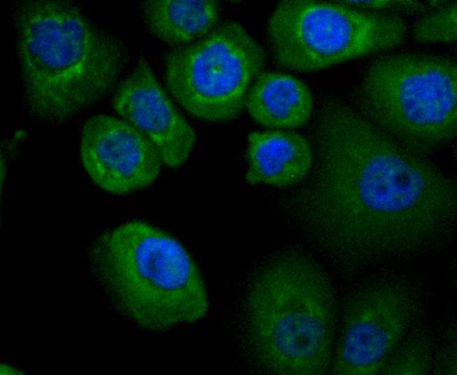Anti-Apaf-1 Antibody (9E241)