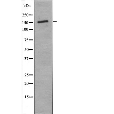 Anti-Phospho-ASK1 (Thr838) Polyclonal Antibody
