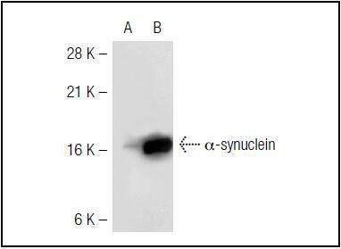Anti-Alpha-Synuclein Antibody (1O177)