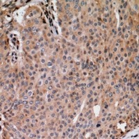 Anti-Phospho-ANAPC1 (Ser688) Polyclonal Antibody