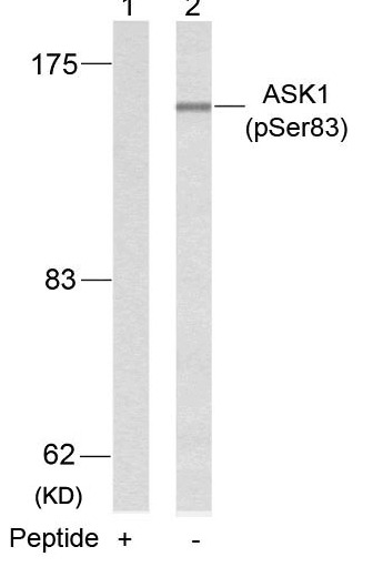 Anti-Phospho-ASK1 (Ser83) Polyclonal Antibody