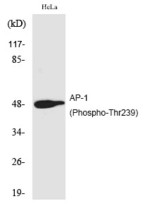 Anti-Phospho-JUN (Thr239) Polyclonal Antibody 2