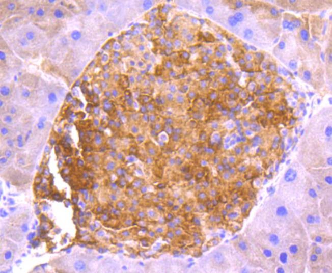Anti-ASK1 Antibody (3O802)