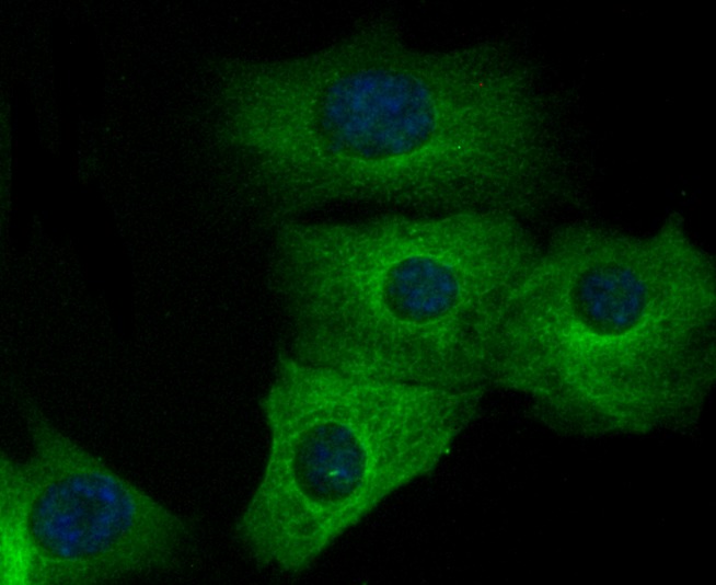 Anti-alpha Tubulin 4A Antibody (6I357)