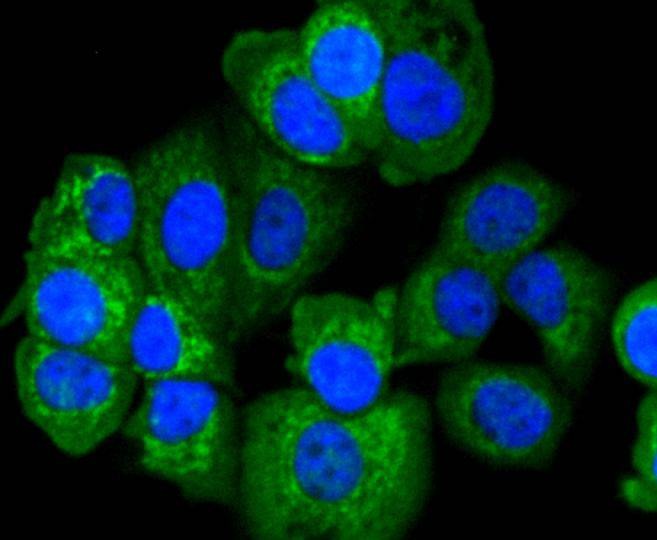 Anti-Apaf-1 Antibody (9E241)