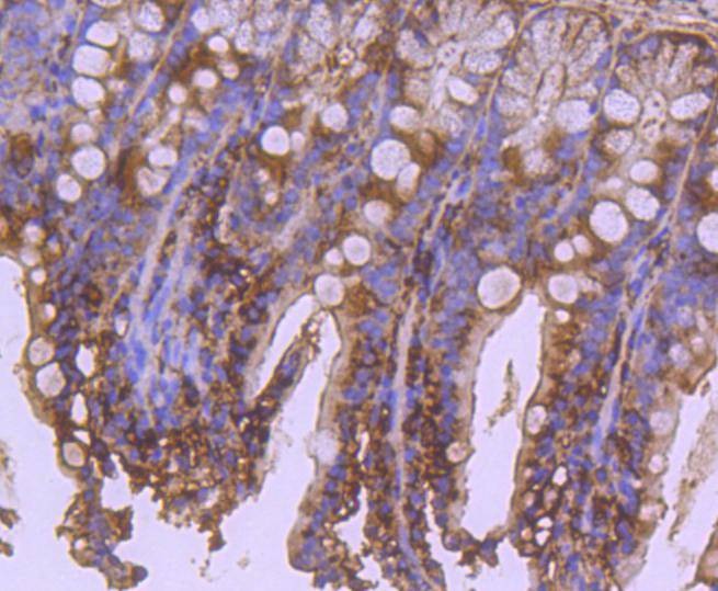 Anti-Apaf-1 Antibody (9E241)
