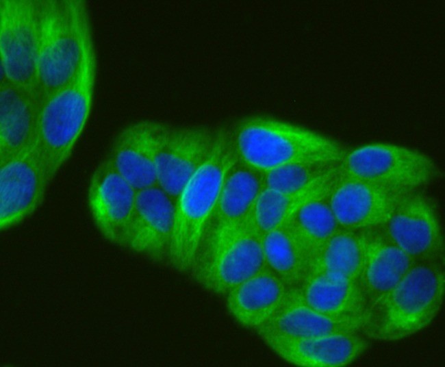 Anti-alpha Tubulin 4A Antibody (6I357)