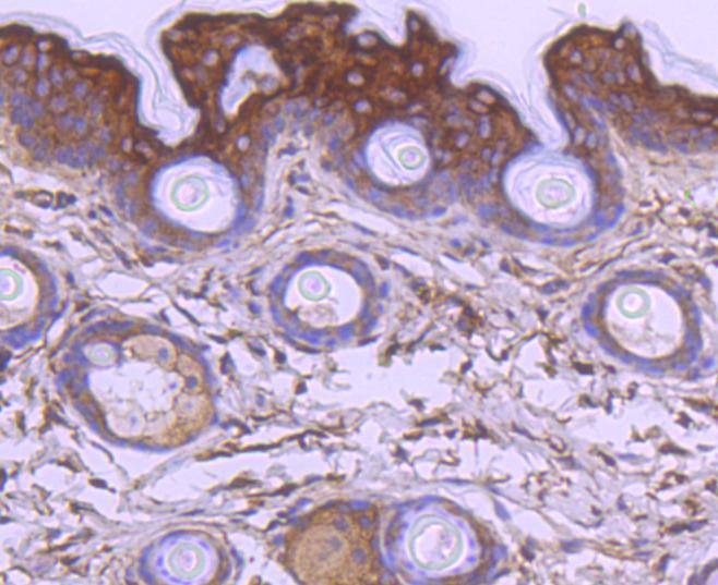 Anti-Apaf-1 Antibody (9E241)