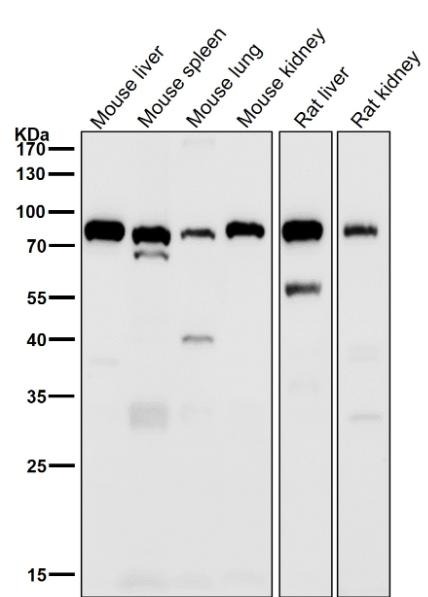 Anti-Alkaline Phosphatase/ALPL Antibody (3F463)