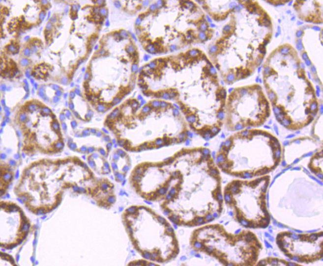 Anti-AIF Antibody (9K13)