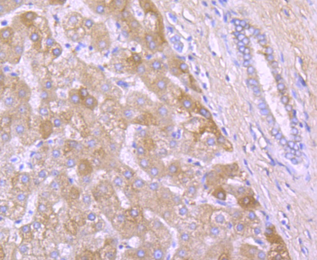 Anti-Alpha-2-macroglobulin Antibody (9L785)