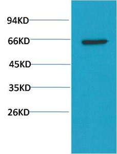 Anti-AKT1 Antibody (9U632)