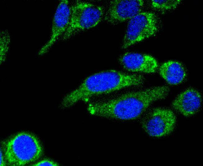 Anti-AIF Antibody (9K13)