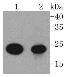 Anti-AKAP14 Antibody (9H736)