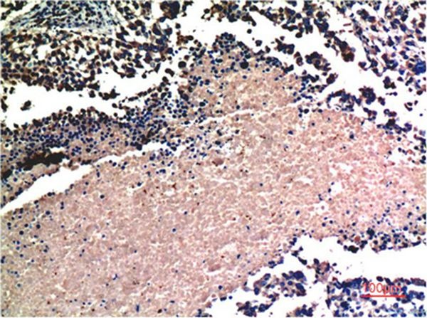 Anti-AKT1 Antibody (7V766)