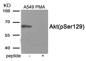 Anti-Phospho-AKT1 (Ser129) Polyclonal Antibody