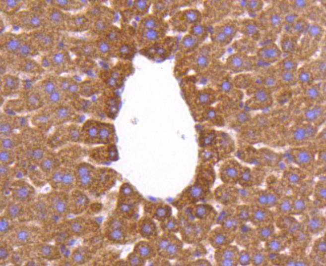Anti-AIF Antibody (9K13)