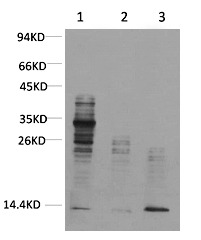 Anti-Acetyl-Lysine Antibody (3R56)