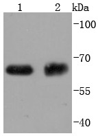 Anti-ABCG2 Antibody (4D379)