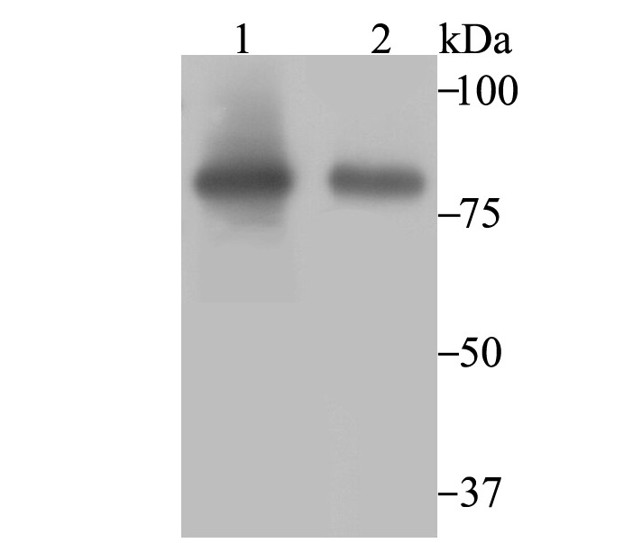 Anti-Aconitase 2 Antibody (9R777)